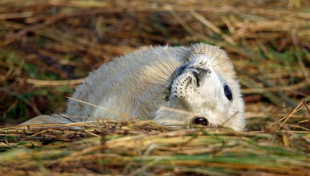 Foto neugeborene kegelrobbenwelpen am strand