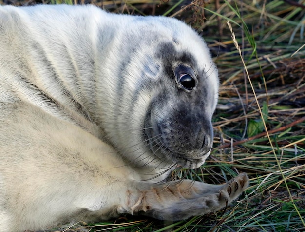 Neugeborene Kegelrobbenwelpen am Strand