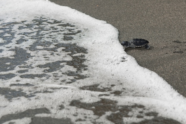 Foto neugeborene meeresschildkröte, die durch sandstrand zum ozean kriecht