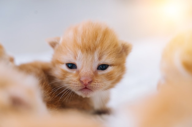 Neugeborene rote Katze schläft auf lustiger Pose Gruppe kleiner süßer Ingwerkätzchen Haustierschlaf und gemütliches Nickerchen bequeme Haustiere schlafen im gemütlichen Zuhause selektiver Fokus