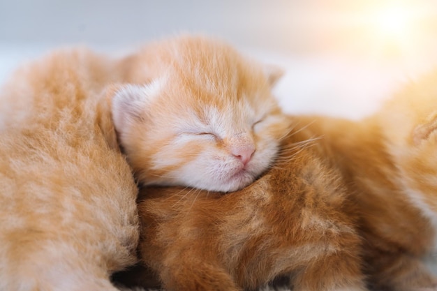 Neugeborene rote Katze schläft auf lustiger Pose Gruppe kleiner süßer Ingwerkätzchen Haustierschlaf