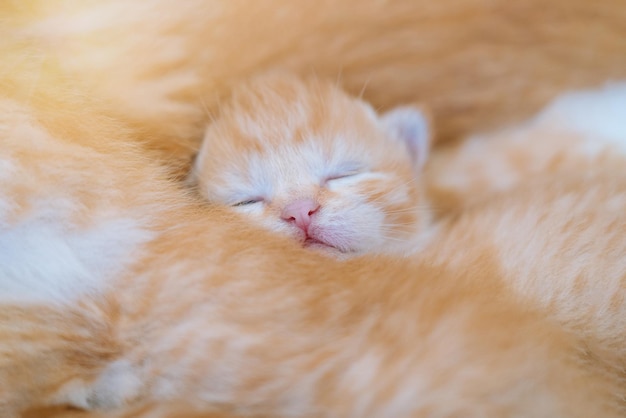 Neugeborene rote Katze schläft auf lustiger Pose Gruppe kleiner süßer Ingwerkätzchen Haustierschlaf