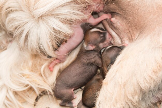 Foto neugeborene welpen chinesischer schopfhund saugen muttermilch