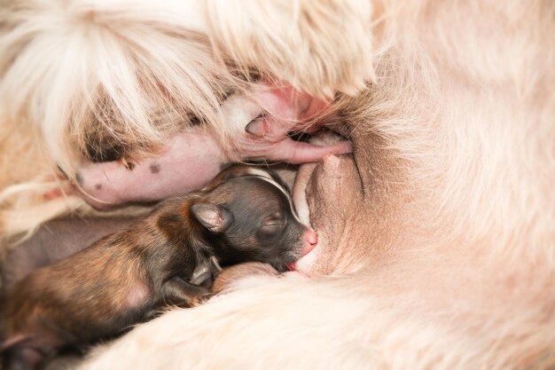 Neugeborene Welpen chinesischer Schopfhund saugen Muttermilch