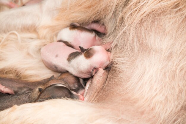 Neugeborene Welpen chinesischer Schopfhund saugen Muttermilch