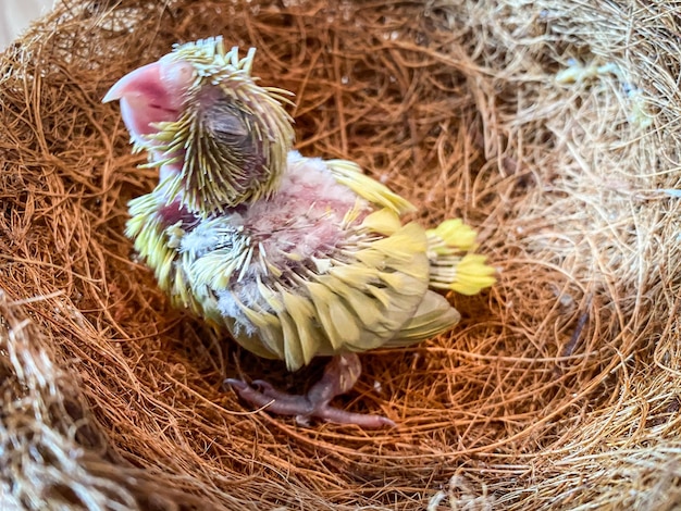 Neugeborener Forpus-Papagei im Vogelnest