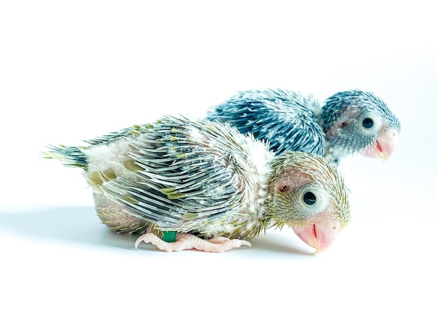 Neugeborener Forpus-Papageienvogel auf weißem Hintergrund