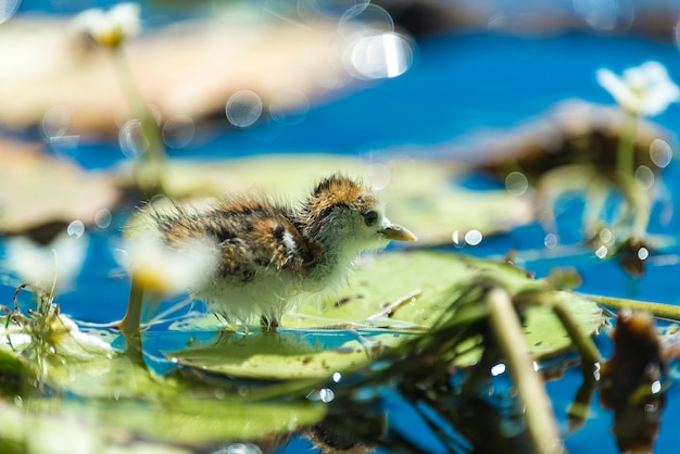 Neugeborener Vogel, Hydrophasianus chirurgus, Fasan-angebundene Jacana