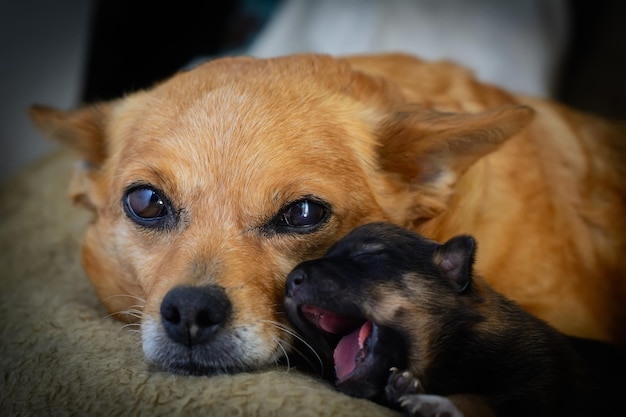 Foto neugeborener welpe von der mutter das konzept des mütterlichen instinkts das problem streunender hunde