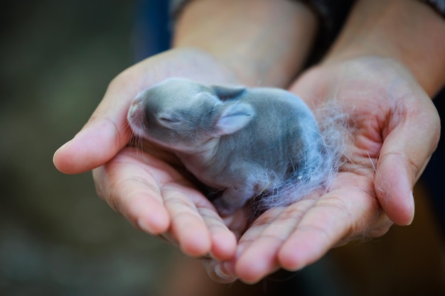 Neugeborenes Baby Holland lop Häschen in Frauenhänden Frau mit winzigem Häschen in der Hand mit Zärtlichkeit und Liebe Die Menschen kümmern sich um ein Haustier Neues Leben des Tieres