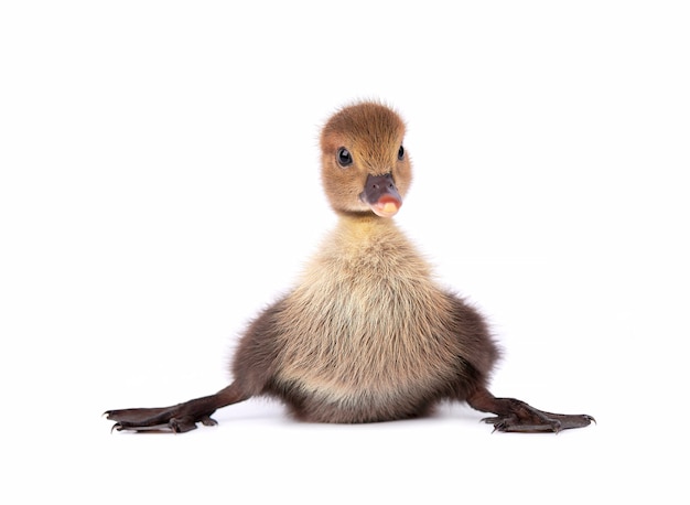 Neugeborenes Entlein lokalisiert auf weißem Hintergrund. Ente mit Schnittpfad.