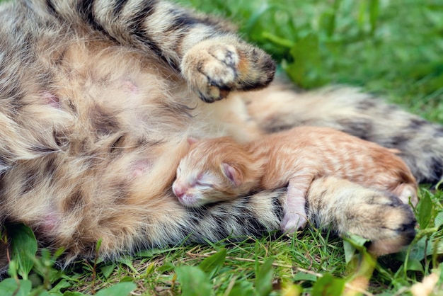 Neugeborenes Kätzchen, das mit seiner Mutterkatze liegt