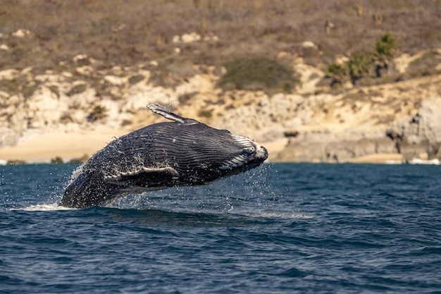 Neugeborenes kalb des buckelwals, das in cabo san lucas baja california sur mexico pazifischer ozean durchbricht