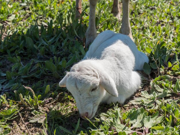 Neugeborenes Lamm auf einer Wiese