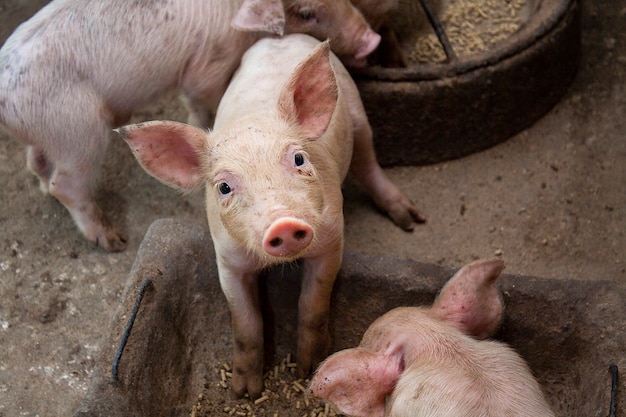 Neugeborenes Schwein oder niedlich auf einer Farm.