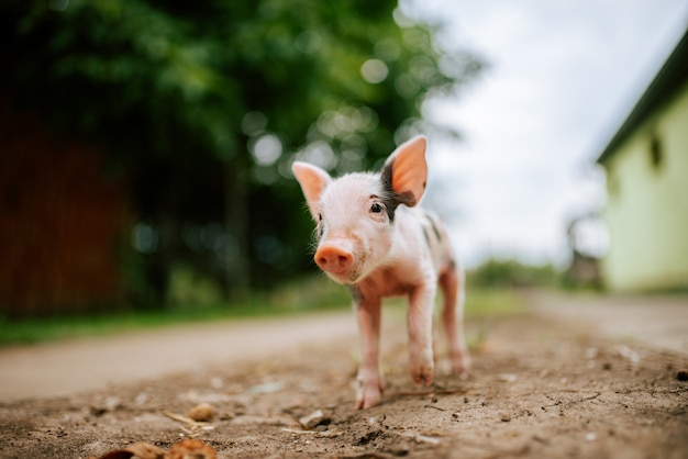 Neugeborenes Schwein