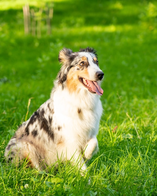 Neugierig gefleckter australischer Schäferhund mit einer Pfote, die im grünen Gras sitzt