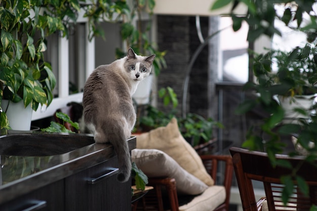 Neugierige blauäugige Katze, die großen hellen Raum mit heimischen Pflanzen erforscht