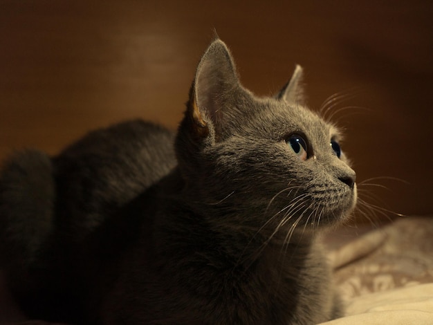 Foto neugierige große englische katze, die etwas betrachtet