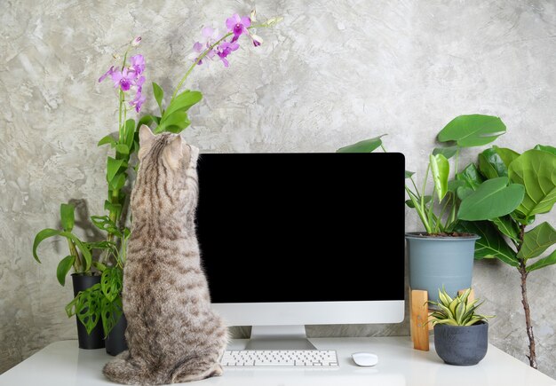 Neugierige Katze auf dem Arbeitstisch mit Computerorchideenblumen und Monstera-Grünhauspflanze auf weißem Schreibtisch, Arbeit von zu Hause aus