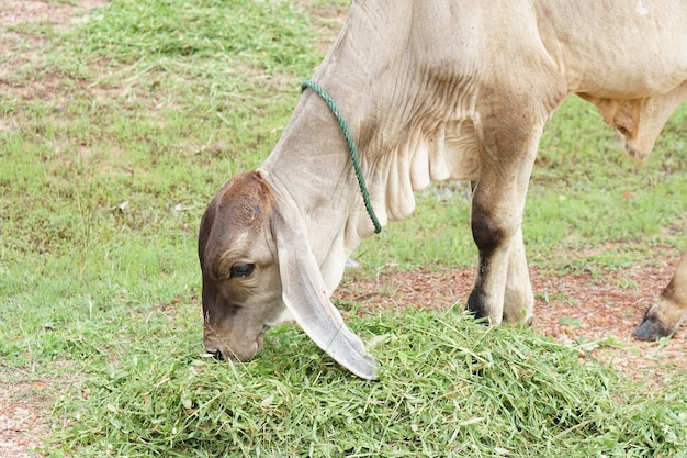 Neugierige Kuh, die Gras am Feld isst