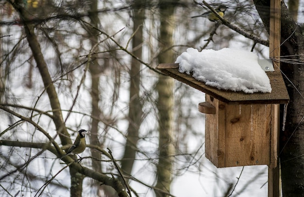 Neugierige Meise streckt sich aus und späht in das Vogelhaus, auf dessen Dach Schnee liegt