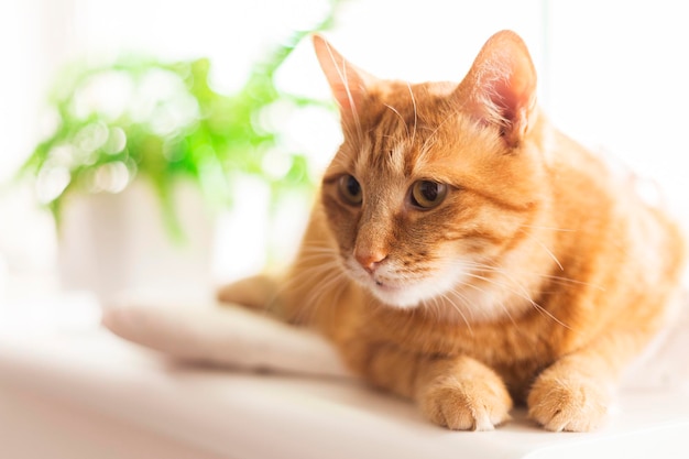 Neugierige rote Katze auf dem Hintergrund der Fensterbank, flauschiges Haustier mit lustigem, hungrigem Gesichtsausdruck