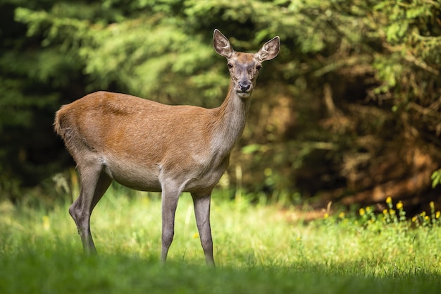 Neugierige Rotwildhinterkamera auf einer kleinen Wiese mit Bäumen im Hintergrund