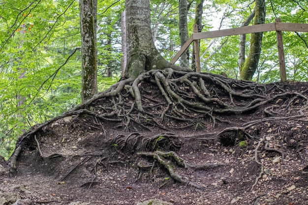 Neugierige Wurzeln eines Baumes im Wald