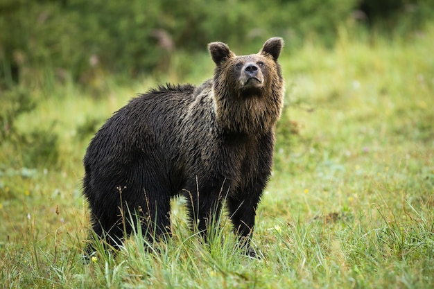 Neugieriger Braunbär, der im Herbst mit Schnauze auf der Wiese die Luft schnüffelt