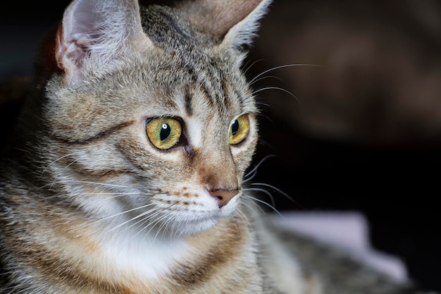 Neugieriger, entzückender gewöhnlicher Katzenhaar-Tabby