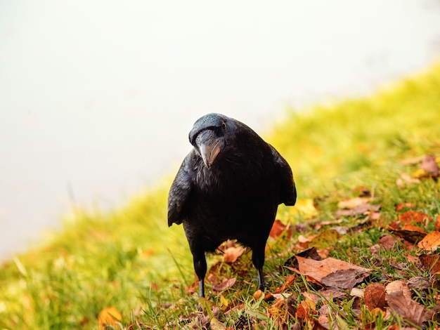 Neugieriger großer schwarzer Rabe schaut direkt in die Kamera und posiert auf einer Herbstwiese, Porträt eines schwarzen Raben.