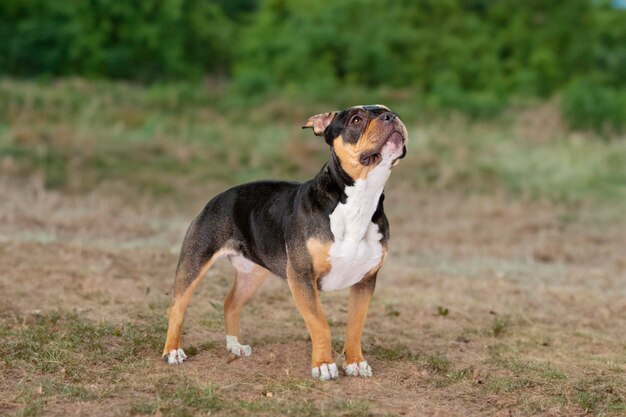 Neugieriger Hund, der verwundert nach oben schaut