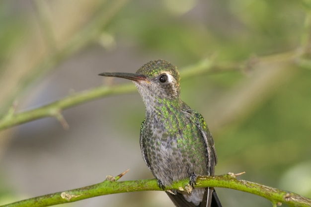 Neugieriger kleiner Kolibri, der nach vorne schaut, während er auf einem geschwungenen Ast im Wald steht