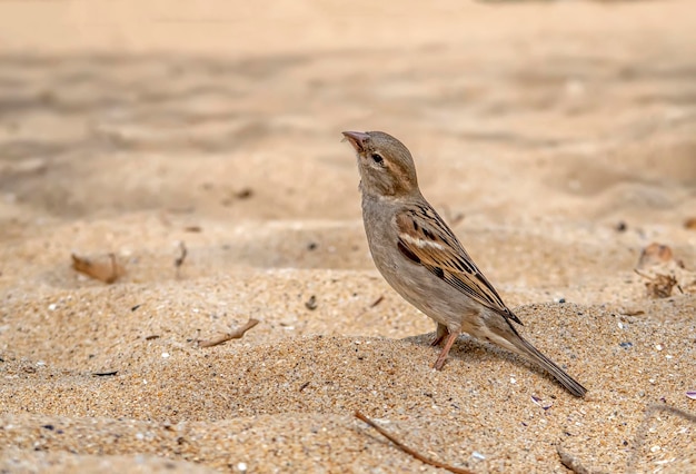 Neugieriger kleiner Spatz, der am Strand nach Nahrung sucht