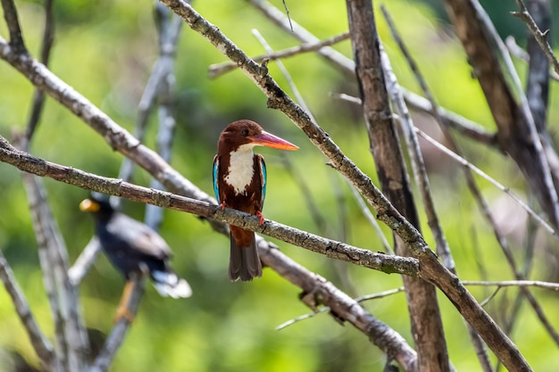 Foto neugieriger weißkehlchen-eisvogel halcyon smyrnensis thront und sucht