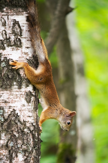 Neugieriges Eichhörnchen auf einem Baum in seinem natürlichen Lebensraum