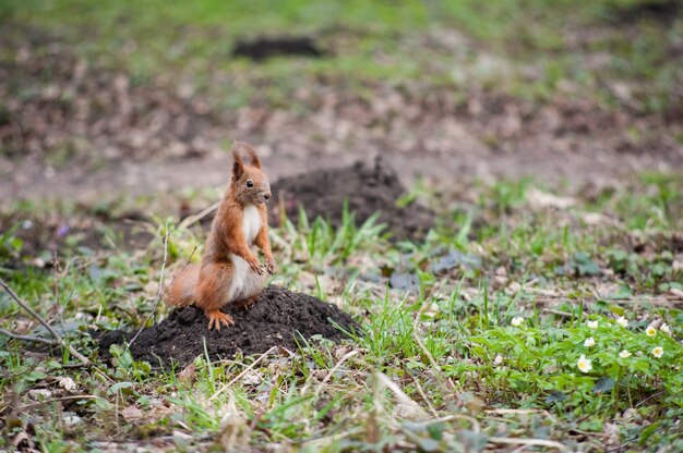 Neugieriges Eichhörnchen im Stadtpark im Frühjahr