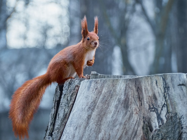 Neugieriges europäisches Eichhörnchen.