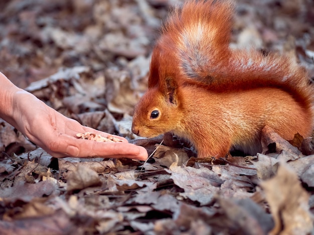 Neugieriges europäisches Eichhörnchen.