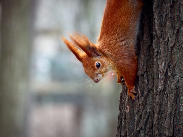 Neugieriges europäisches Eichhörnchen