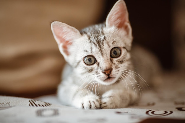 Neugieriges graues Kätzchen Kleine Katze zu Hause Kleines Haustier, das neugierig schaut