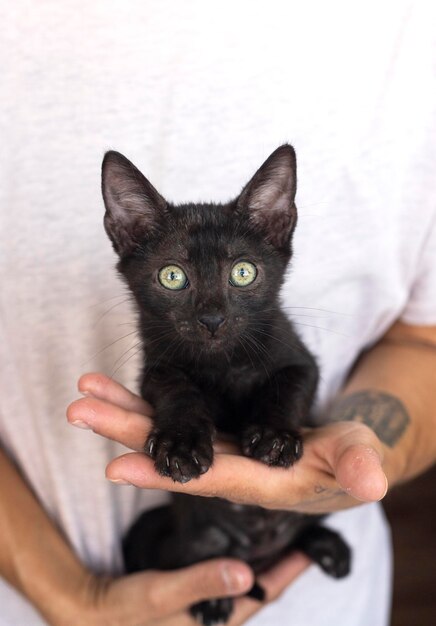 Foto neugieriges kätzchen kleine katze zu hause kleines haustier