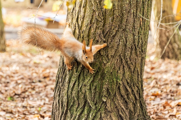 Neugieriges kleines rotes Eichhörnchen auf dem Baumstamm im Herbstpark