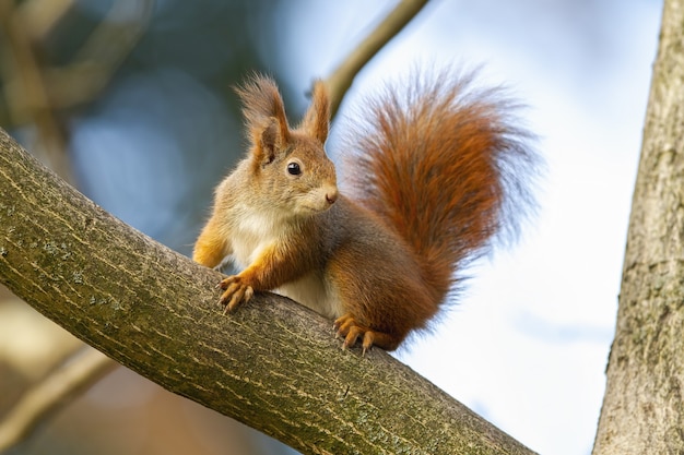 Neugieriges rotes Eichhörnchen, das auf Baum in der Herbstnatur sitzt.