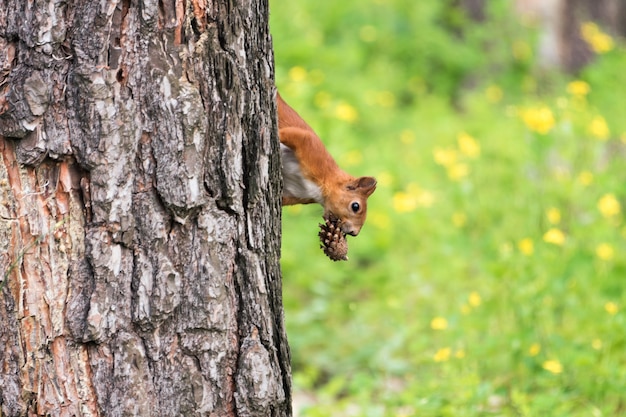 Neugieriges rotes Eichhörnchen, das hinter den Baumstamm späht, der Kiefernkegel im Mund hält.