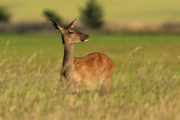 Neugieriges Rotwildweibchen, das auf einer Wiese mit grünem Gras im Sommer steht