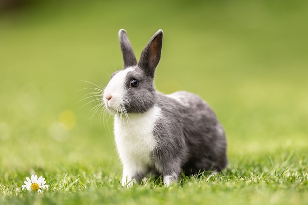 Neugieriges Viehkaninchen, das im Gras im Garten sitzt