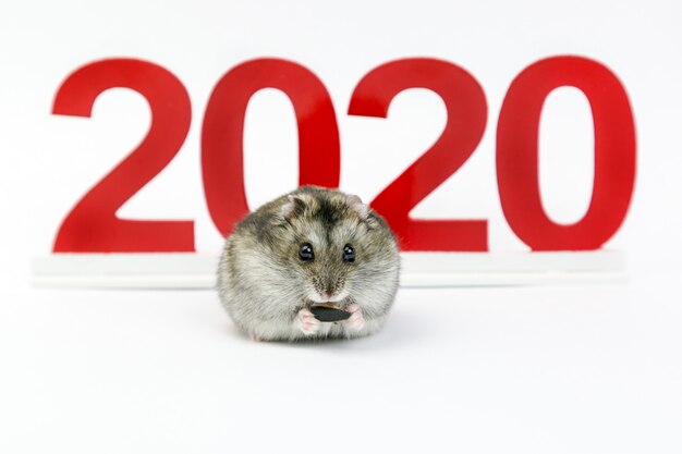 Foto neujahr. 2020 jahr der maus