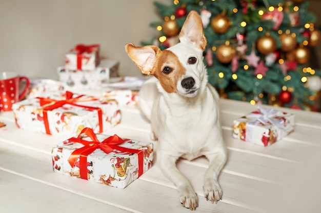 Neujahr Hund Jack Russell Terrier sitzt in der Nähe des Weihnachtsbaumes